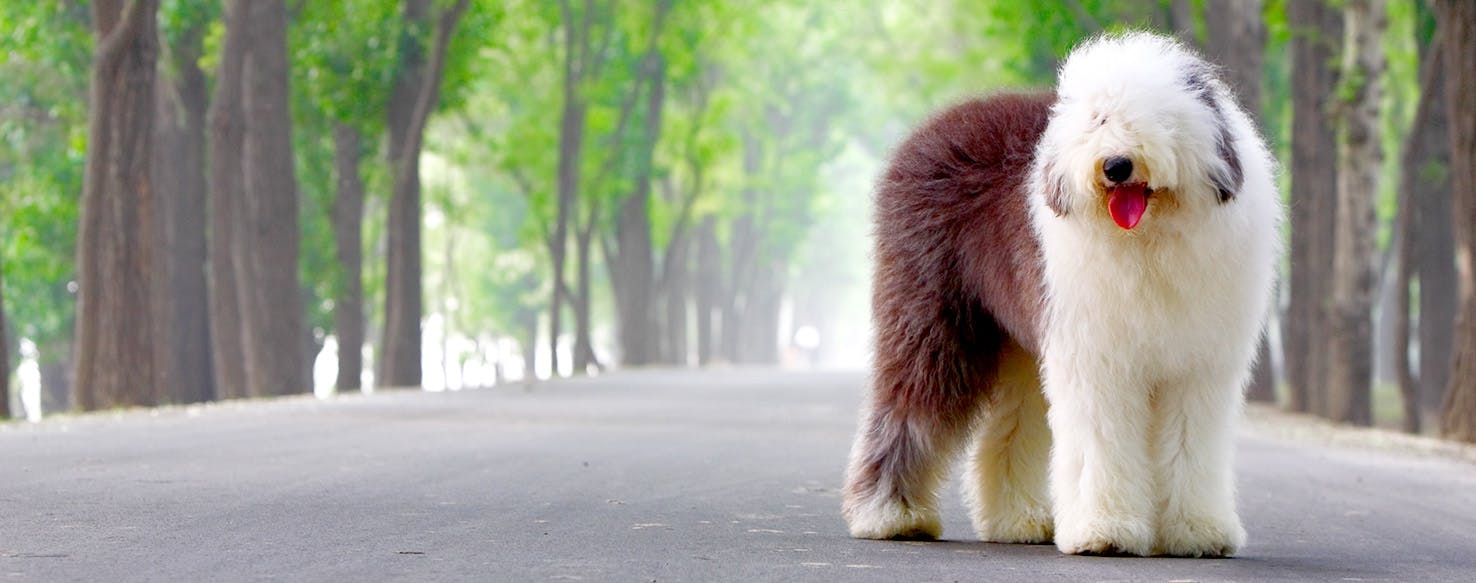 EarthBound Dog Names Popular Male and Female Names Wag!